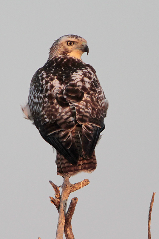 Red-tailed Hawk Red-tailed Hawk