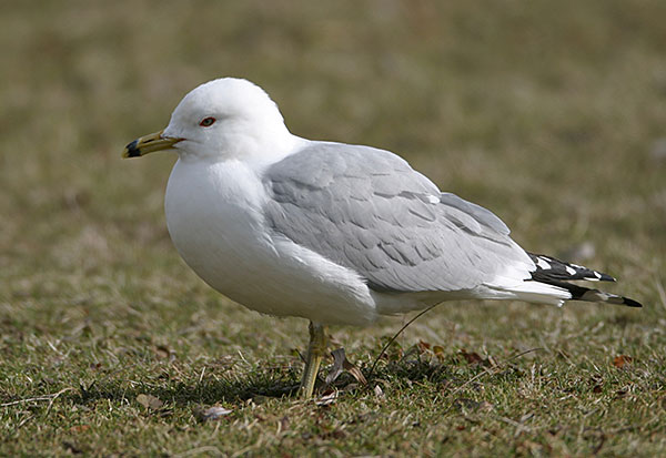 Ring-billed Gull