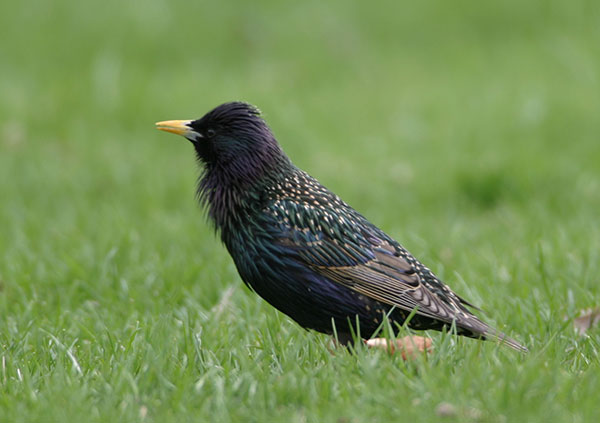 European Starling in breeding plumage