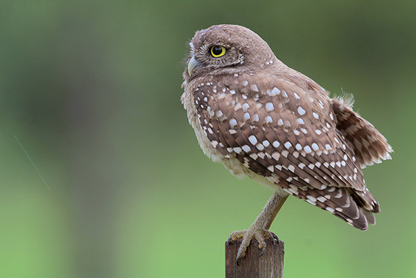 Burrowing owl from the side