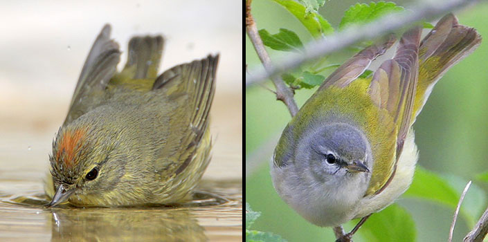 Comparison of Orange-crowned and Tennessee Warbler