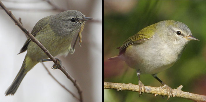 Comparison of Orange-crowned and Tennessee Warbler