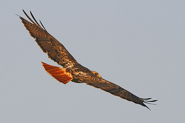 red-tailed-hawk in flight from back