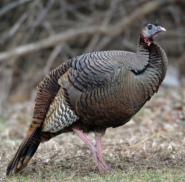 Female wild turkey from the side.