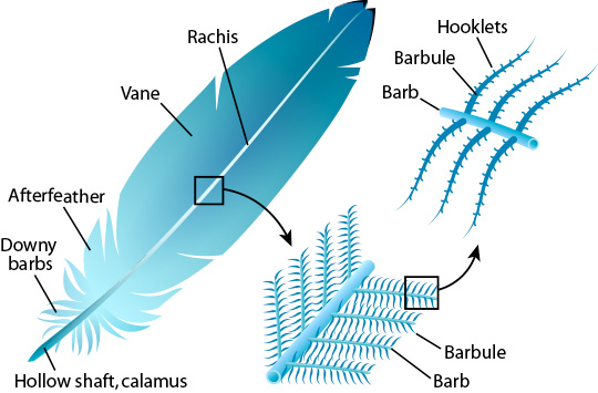 bird feather anatomy