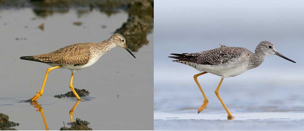 greater-lesser-yellowlegs-2