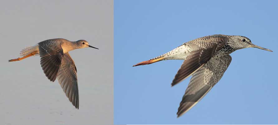 comparison of greater and lesser-yellowlegs in flight with the wings down