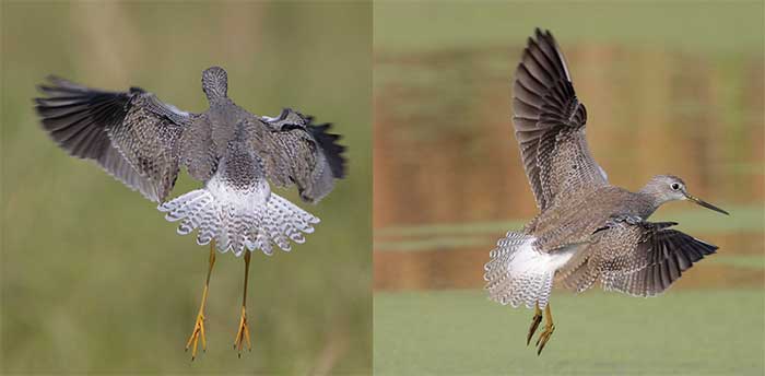 comparison of greater and lesser-yellowlegs in flight from the back