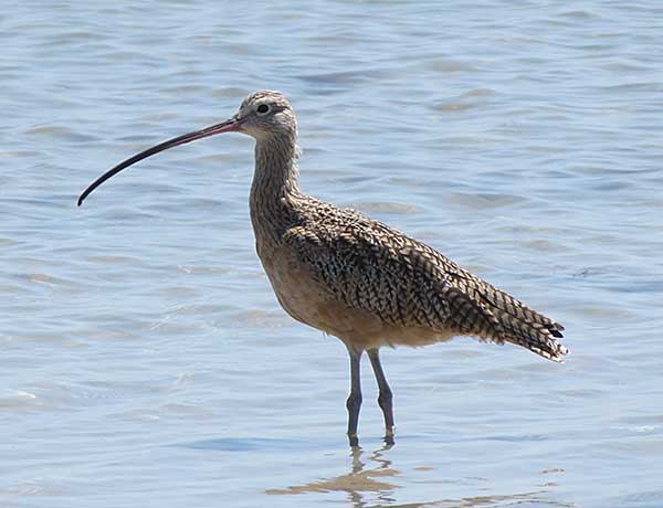 long-billed-curlew-sc