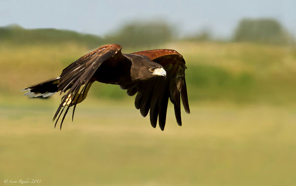 harris's-hawk in flight