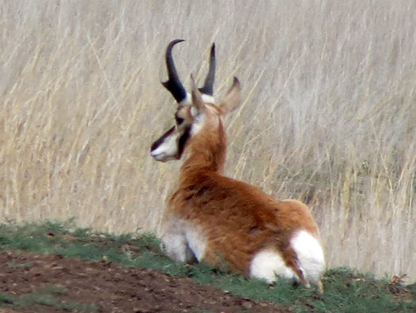 proghorn antelope