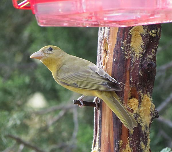 summer tanager-female