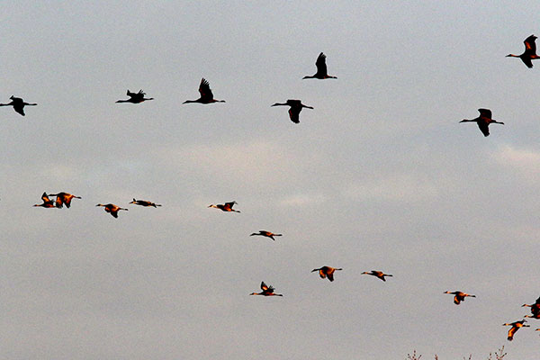 Group of Sandhill Cranes in flight.