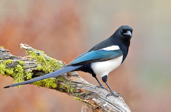 Black-billed Magpie sitting on a branch, side view.