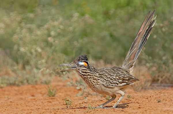 Greater Roadrunner with long tail in a cocked up position.