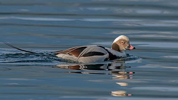 long-tailed duck, male in breeding plumage sitting on the water
