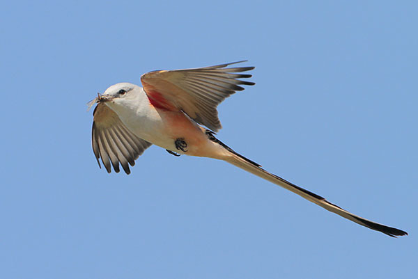 Male scissor-tailed flycatcher in flight showing the underside of the wings.