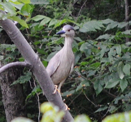 black-crowned-night-heron-pat