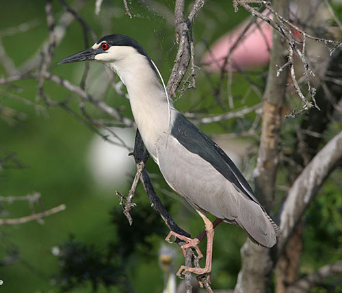 black-crowned-night-heron-sc