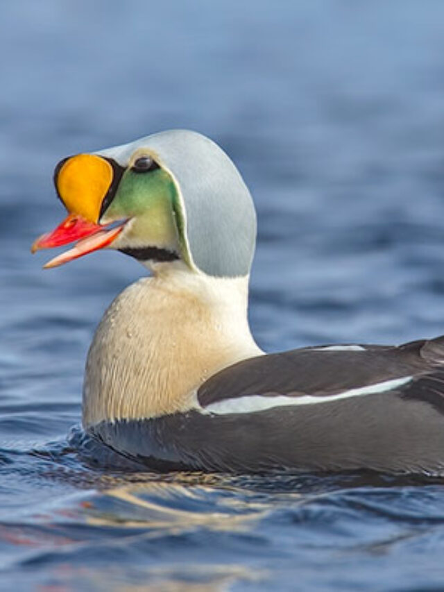 7 Things to Know About King Eider