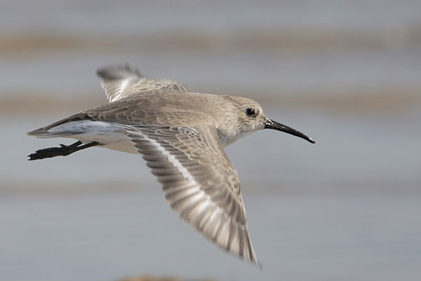 dunlin-in-winter-plumage-flight-from-back