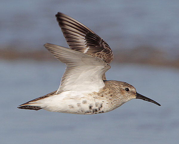 dunlin-in-winter-plumage-in-flight-under-wing