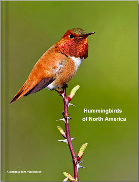 hummingbirds-of-north-america