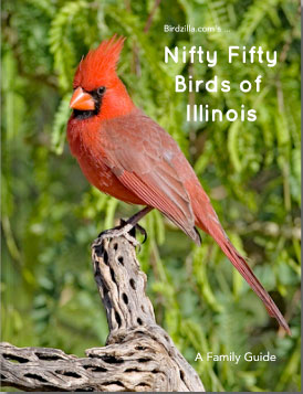 nifty-fifty-birds-of-illinois