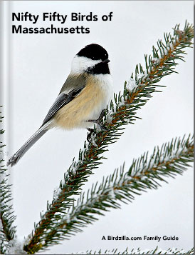 nifty-fifty-birds-of-massachusetts