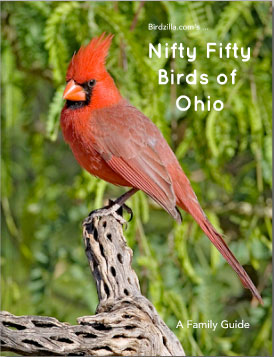 nifty-fifty-birds-of-ohio
