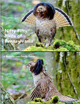 nifty-fifty-birds-of-pennsylvania