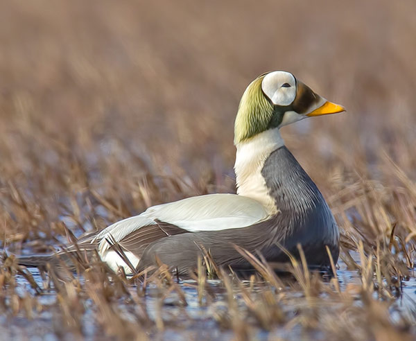 spectacled eider male