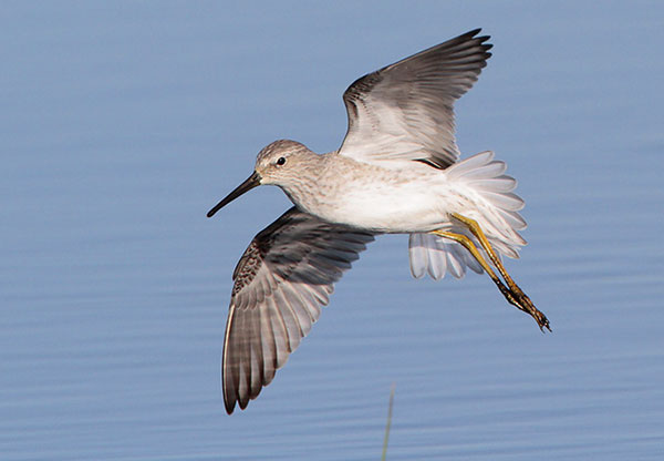 stilt-sandpiper-in-flight-under-wing