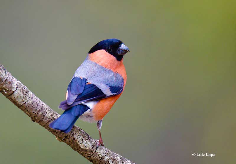 Eurasian Bullfinch on a branch