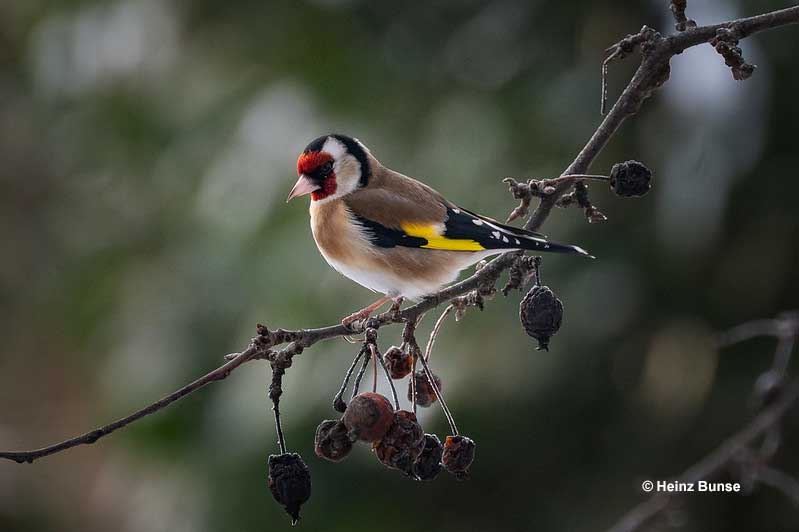 European Goldfinch