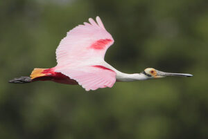 Roseate Spoonbill - ID, Facts, Diet, Habit & More | Birdzilla
