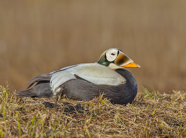 male spectacled eider