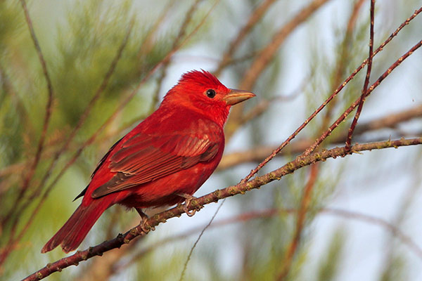red birds symbolize many different things