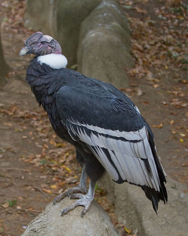 Andean Condor Male