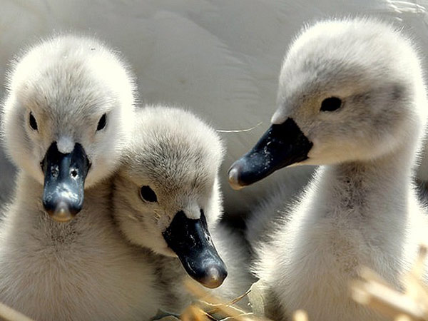 Cygnets - young swans