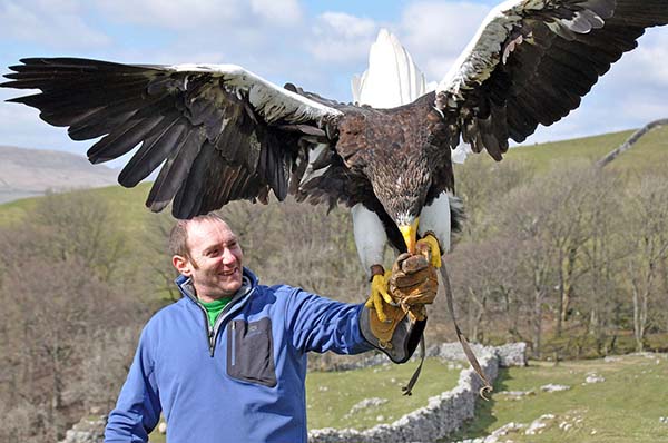 Stellers Sea Eagle with Man
