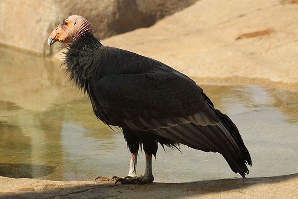 california-condor