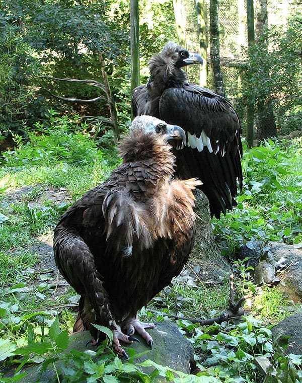 cinereous vultures