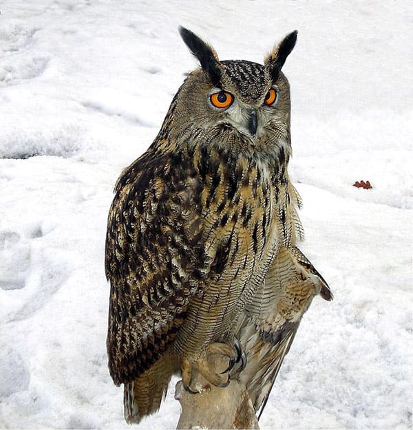eurasian-eagle-Owl
