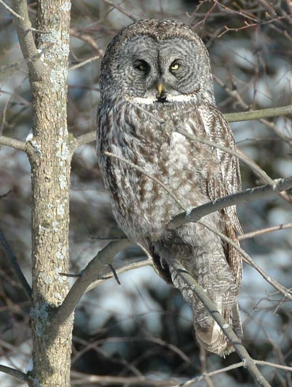 great-grey-owl