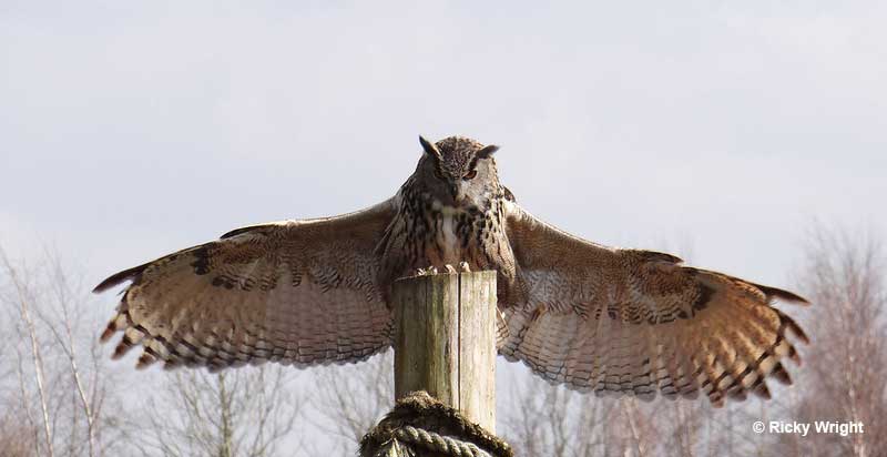 Eurasian Eagle owl