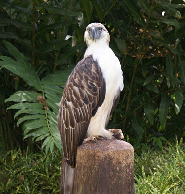 phillipine-eagle