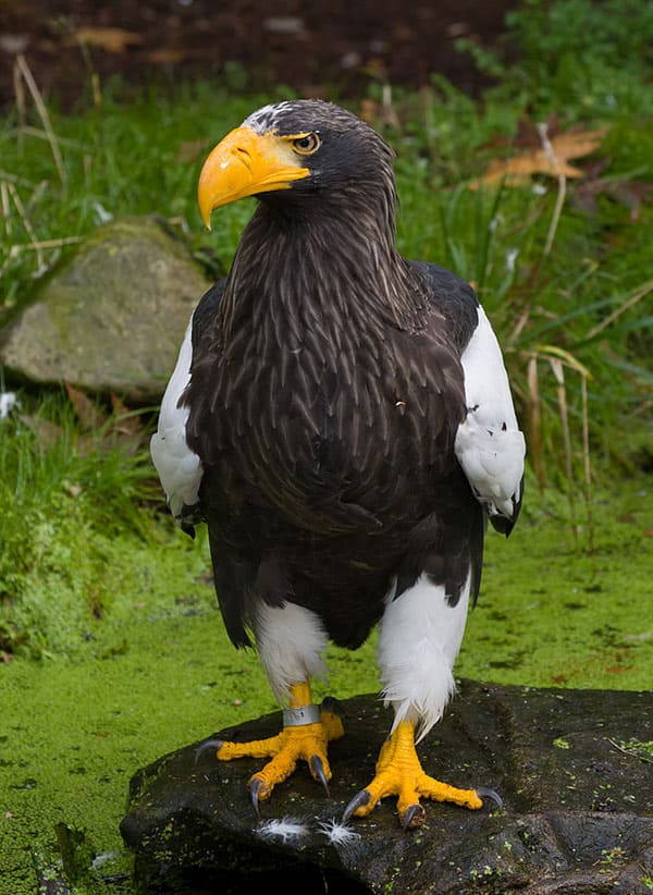 stellers-sea-eagle