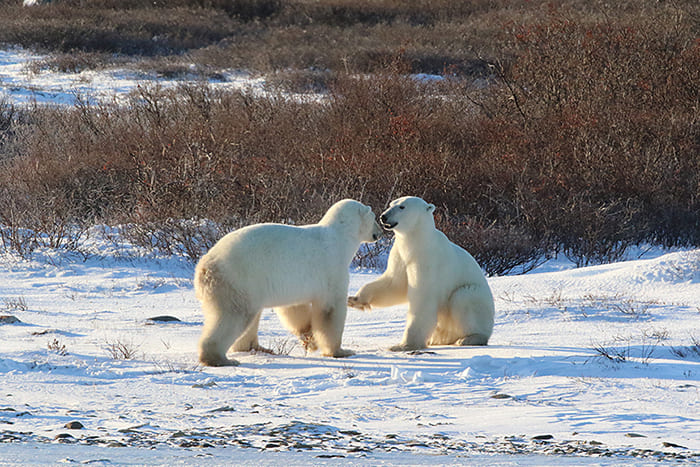 polar-bear-greetings-1