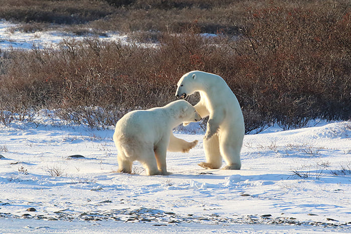 polar-bear-greetings-3